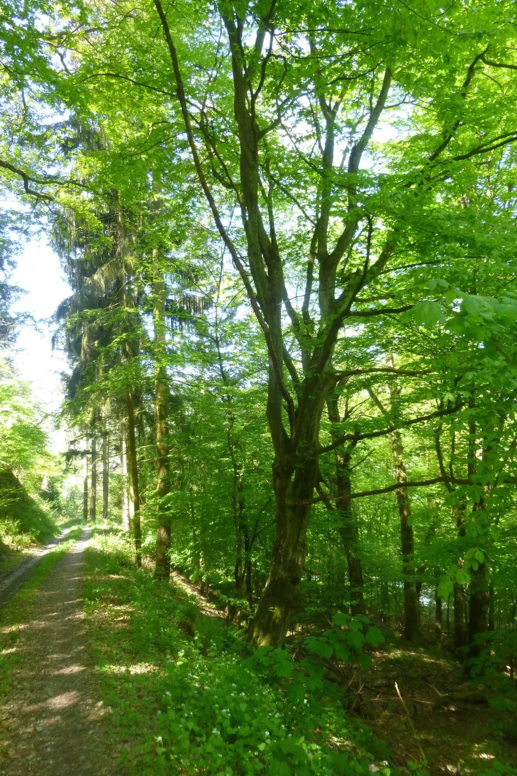 Moselschiefer-Traumferienwohnung am Moselufer-Buiten