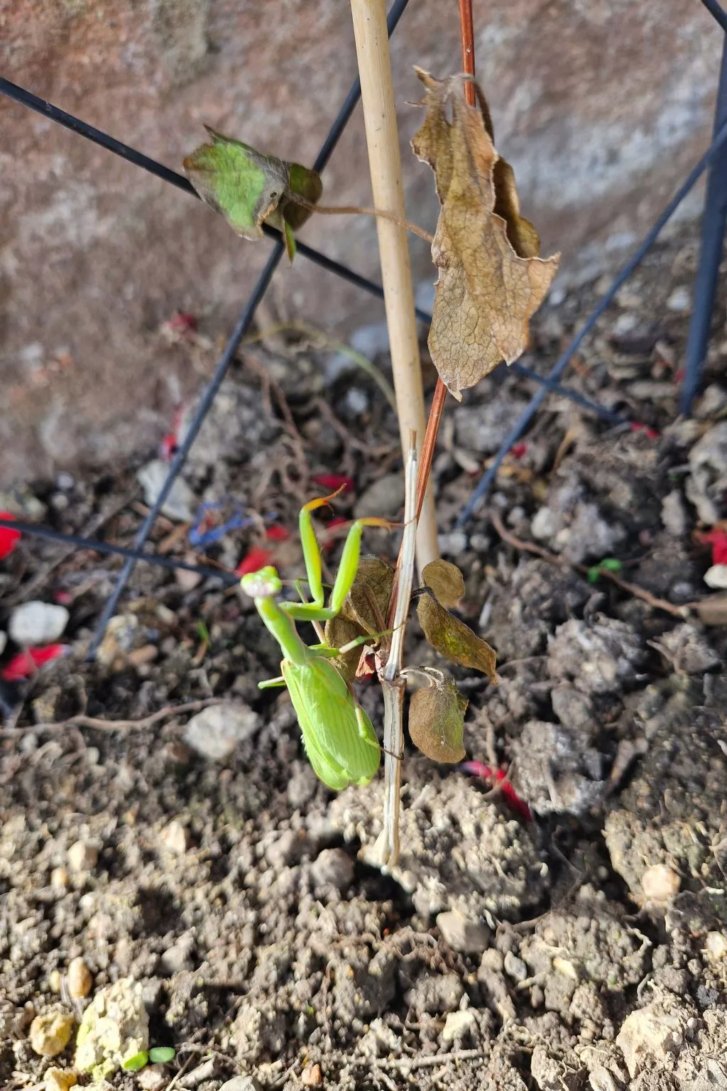 Schwarzwald Königin-Image-tags.info