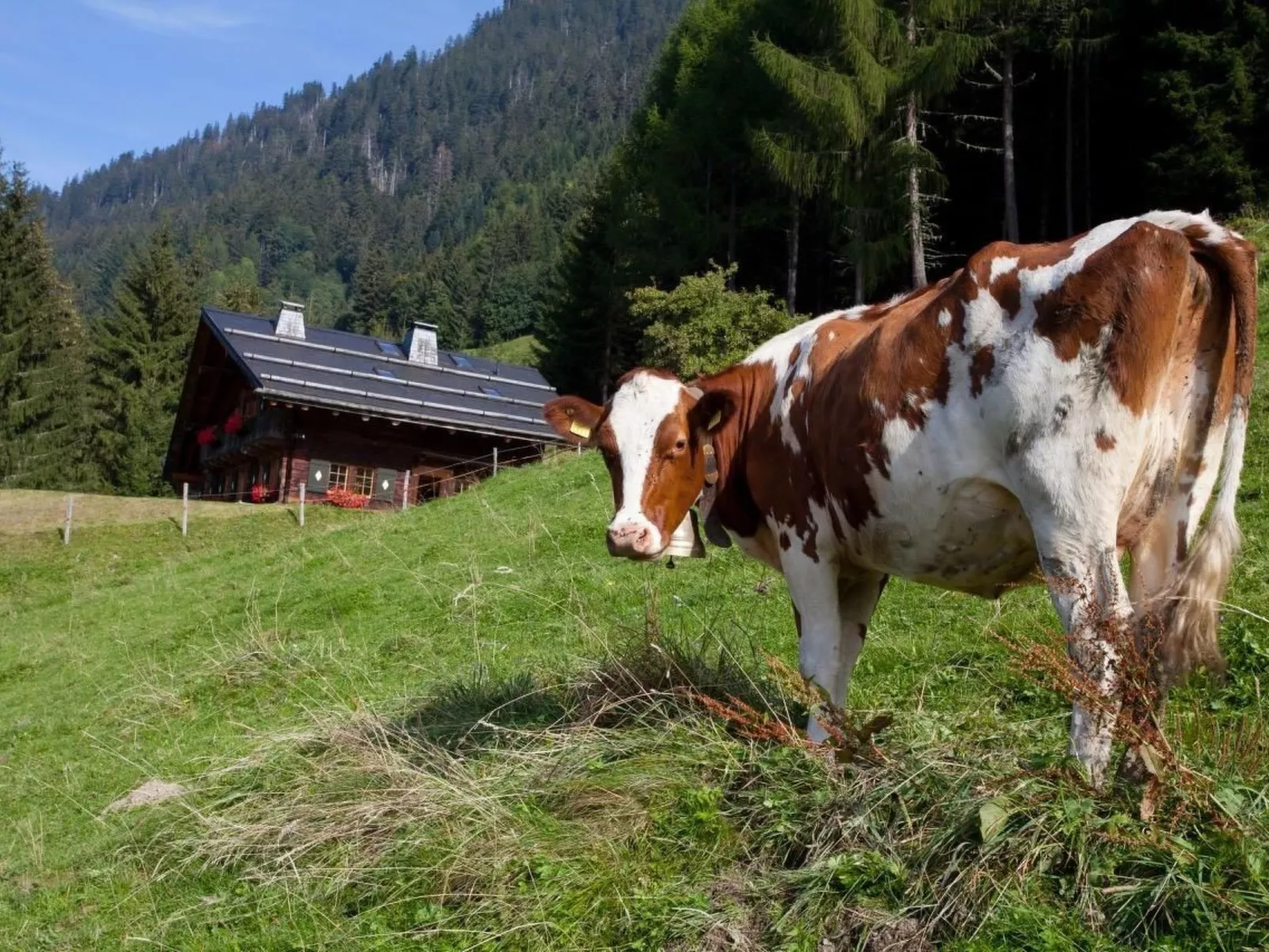 Berghütte "Le Chalet de Lara"-Binnen