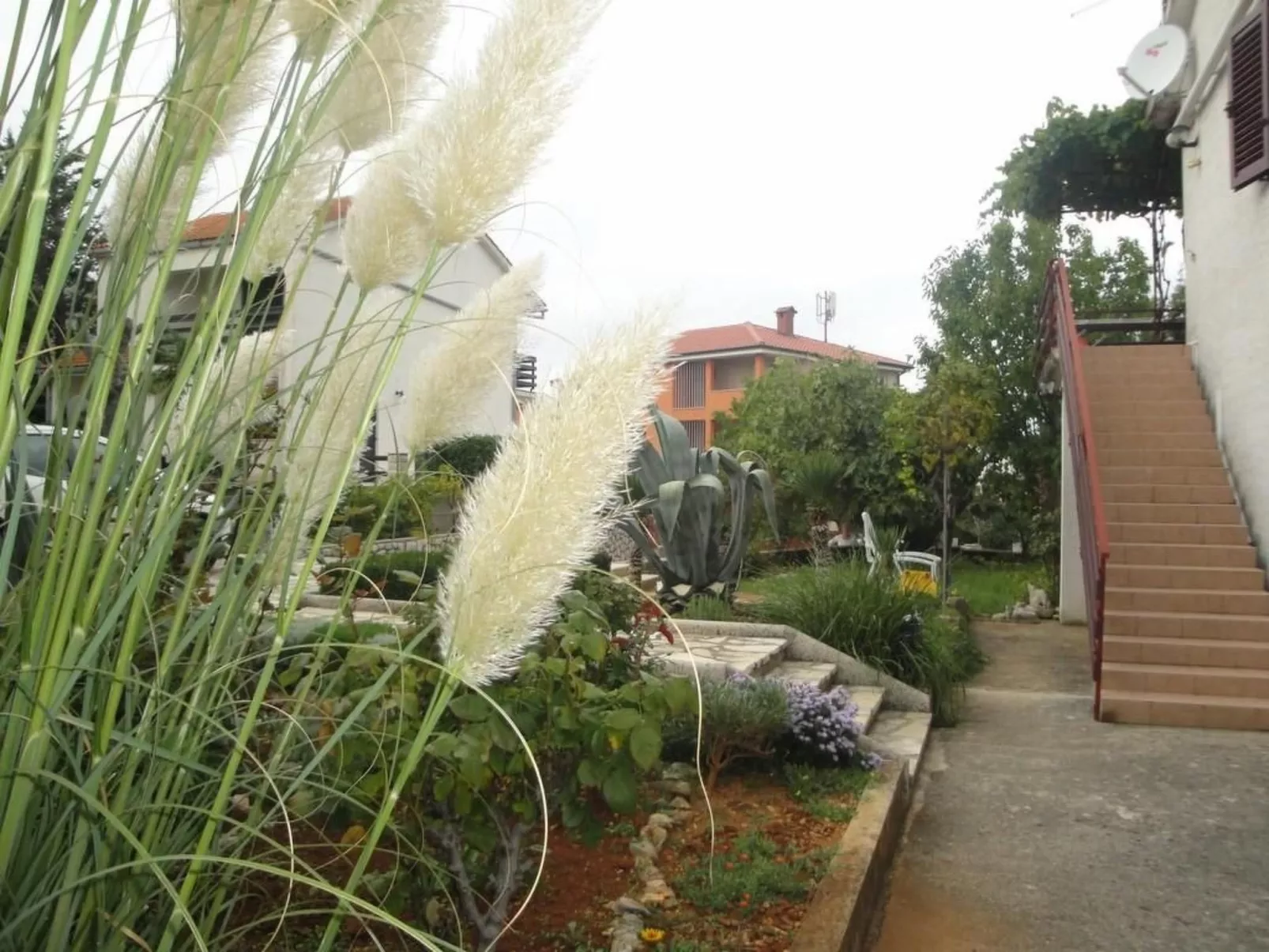 Viola - Image-tags.info