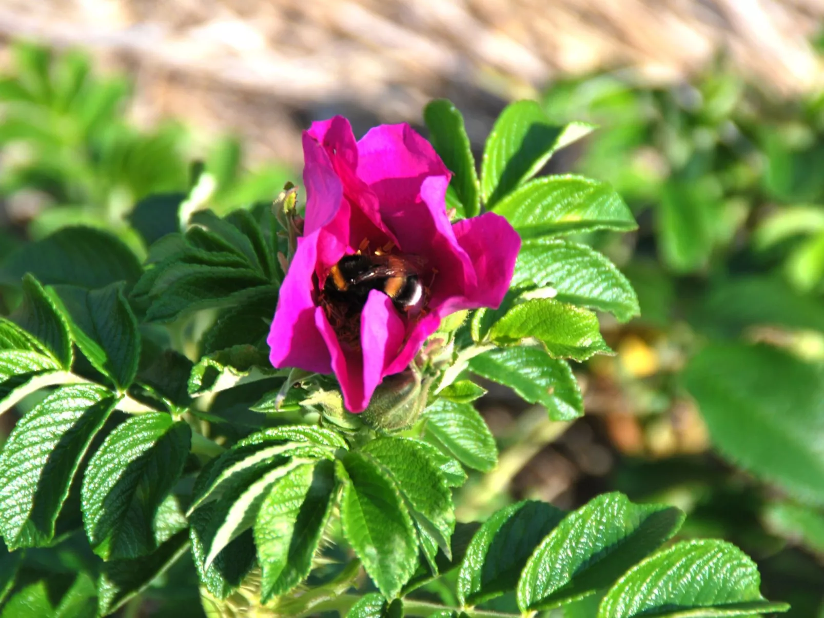 Landskron-Image-tags.info