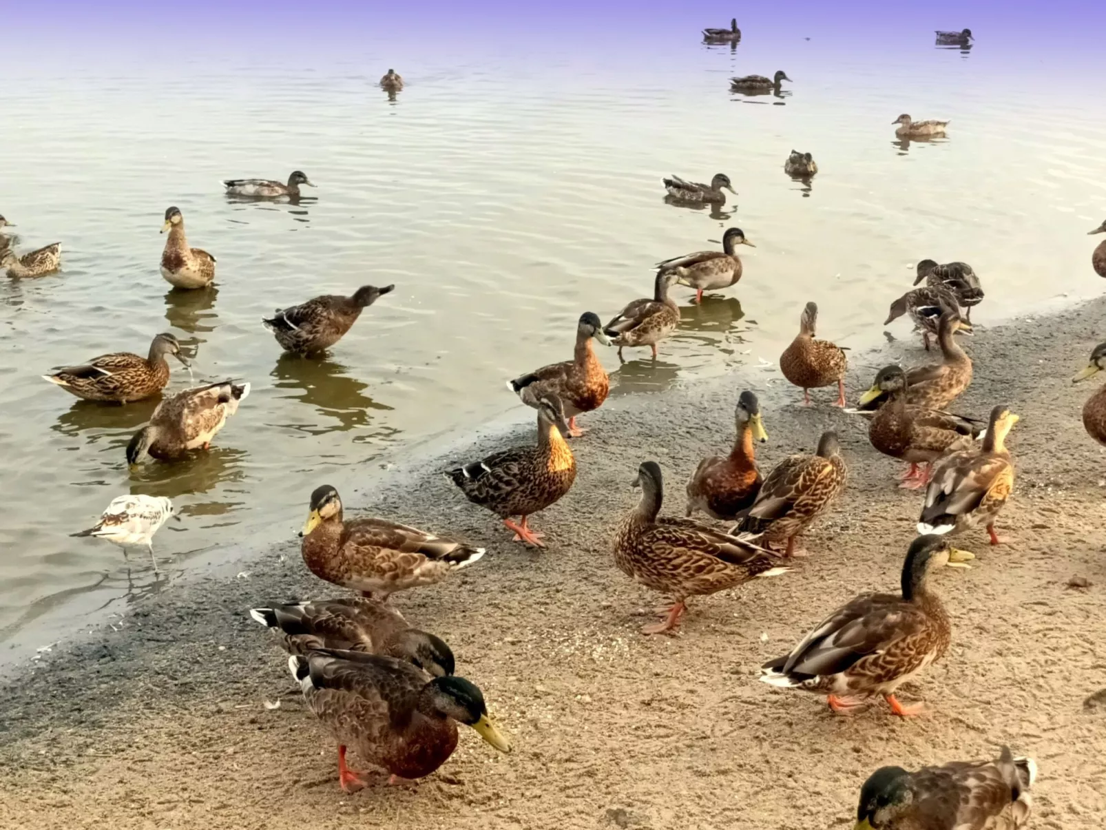 "Paradise Star Bobolin"-Image-tags.info