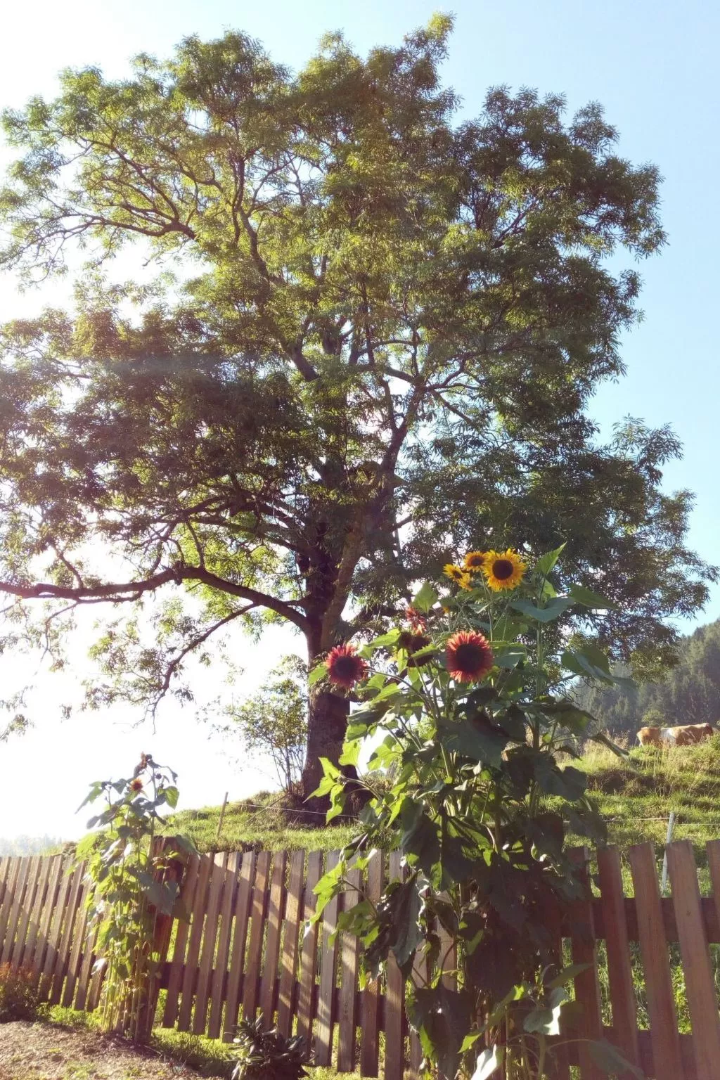 Alm-Ferienhaus-Buiten