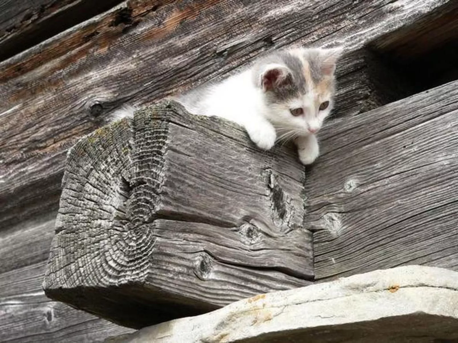Chalet Angelika-Buiten