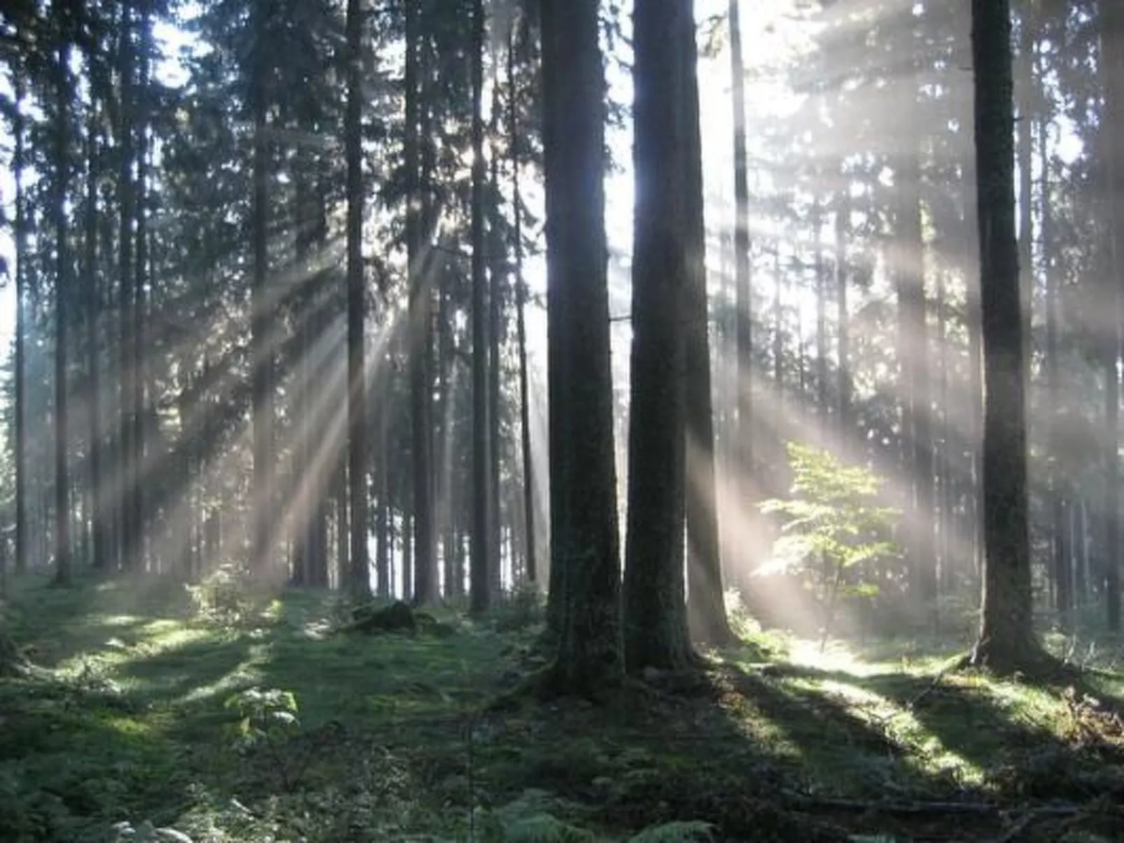 Appartement mit Garten in Schwärzenbach-Image-tags.info