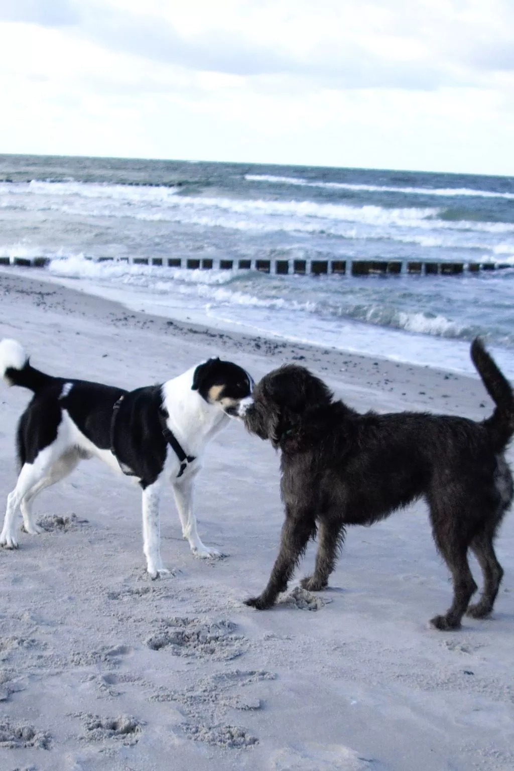 Kranichnest-Image-tags.info