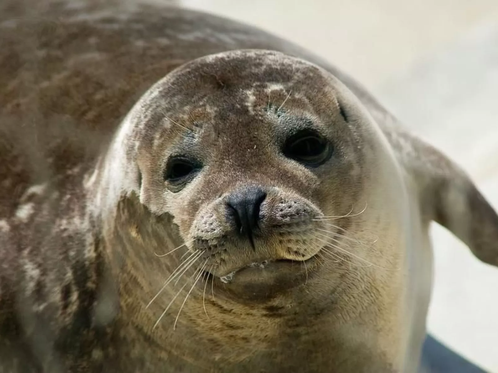 Schwemm-Image-tags.info