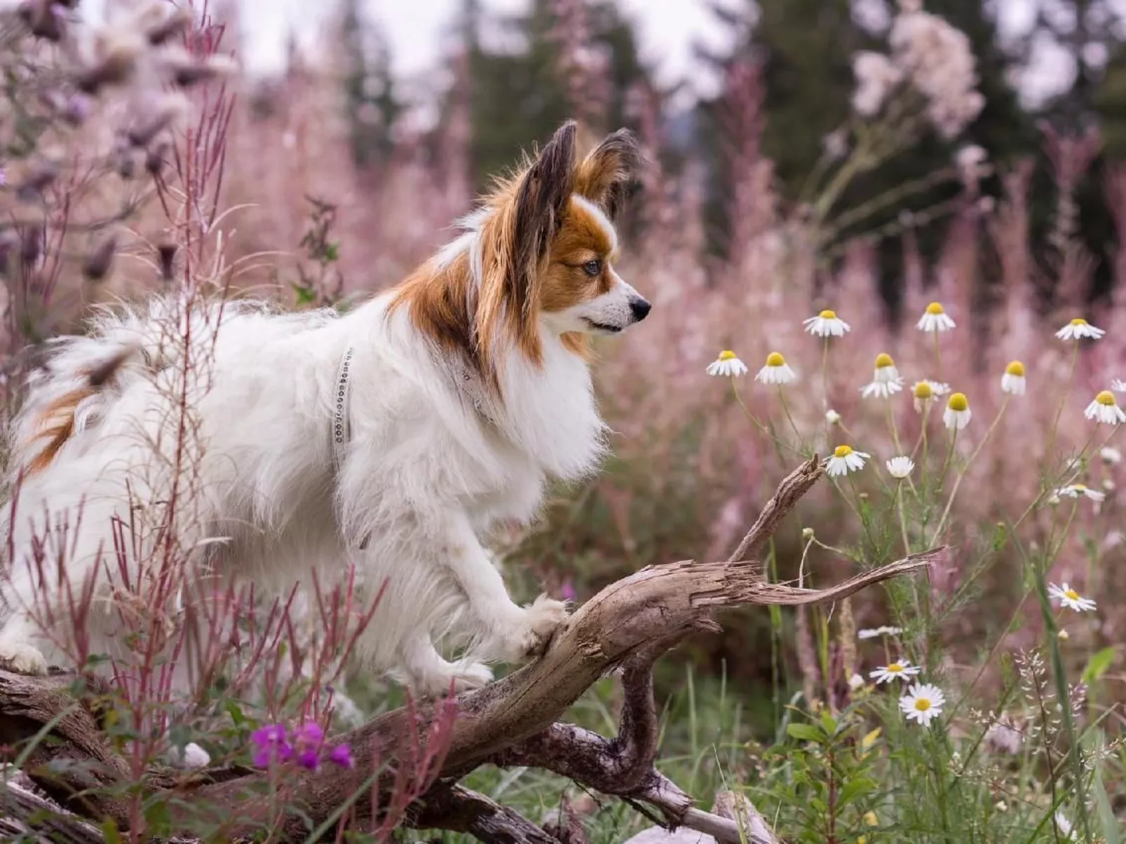 "Die Berghex'n "-Image-tags.info