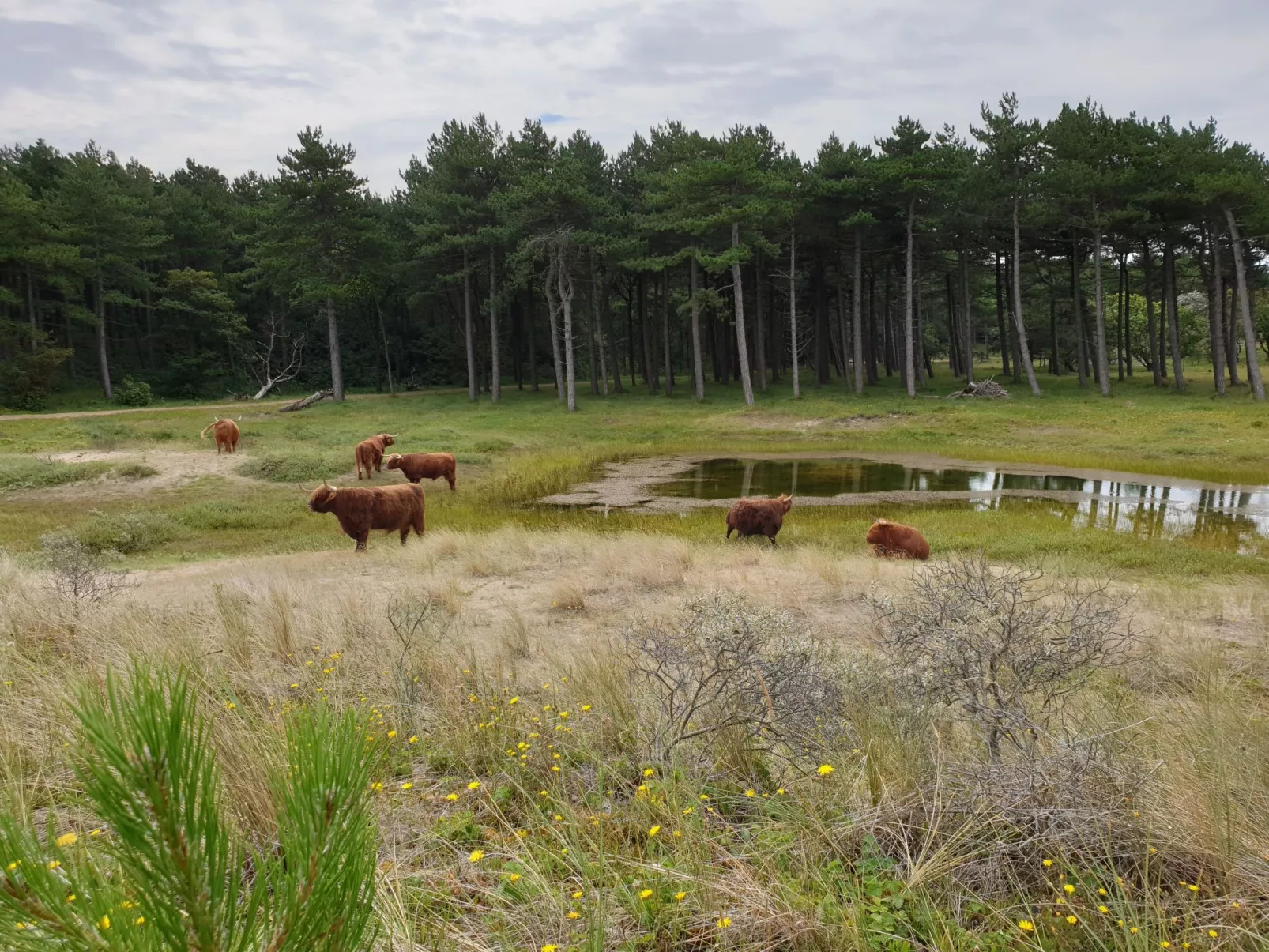 Sommerhaus in ruhiger Lage mit privatem Garten und Terrasse-Buiten