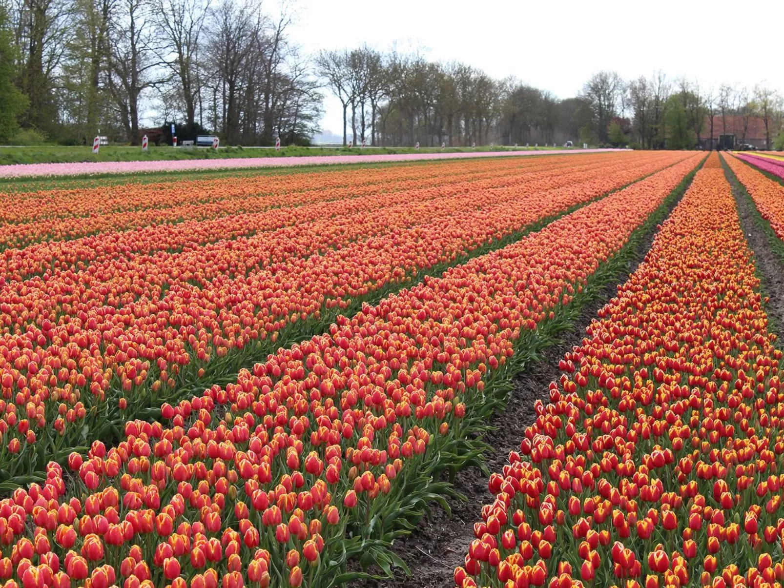 Zebra-Image-tags.info