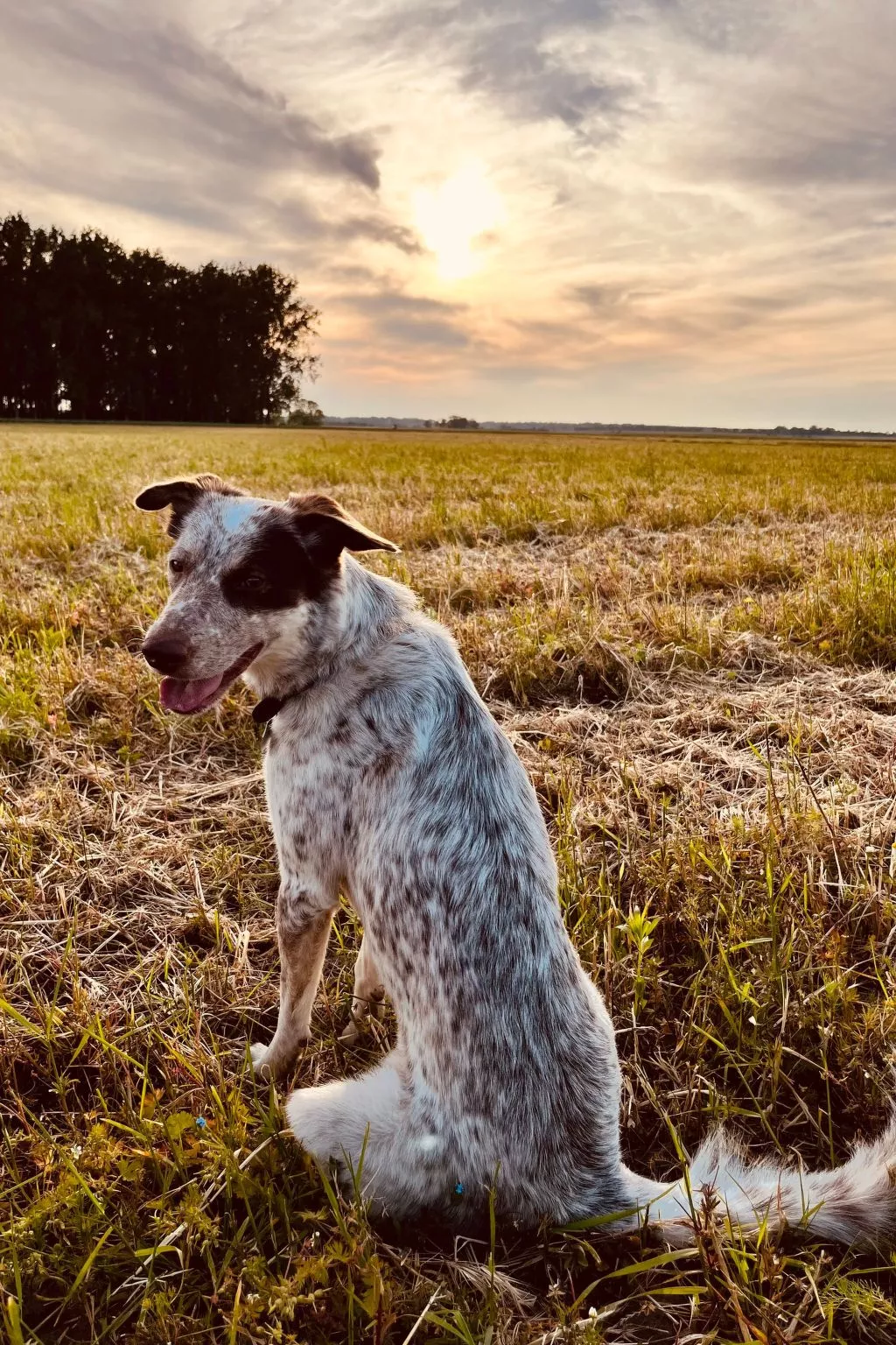 Gans in Ummanz-Lüßvitz-Image-tags.info