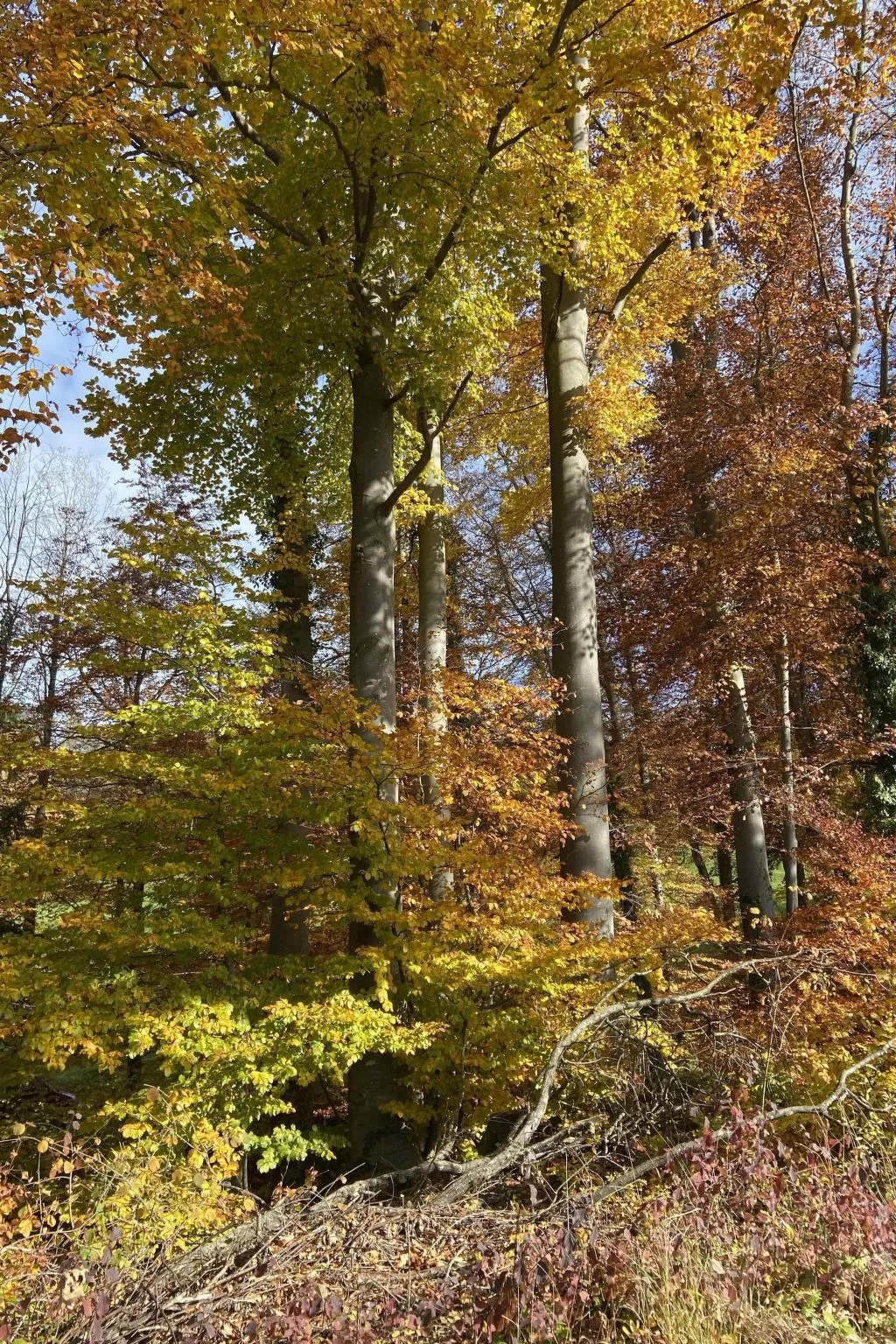 Alte Dorfschule-Buiten