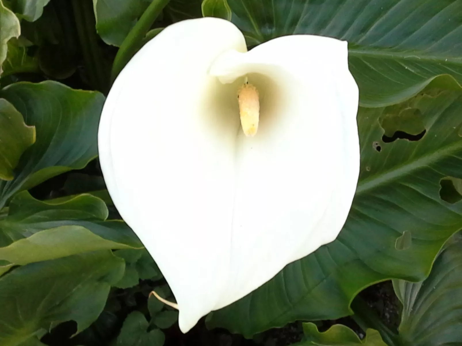 Renoviertes Landhaus für 4 Personen in Tondela-Image-tags.info