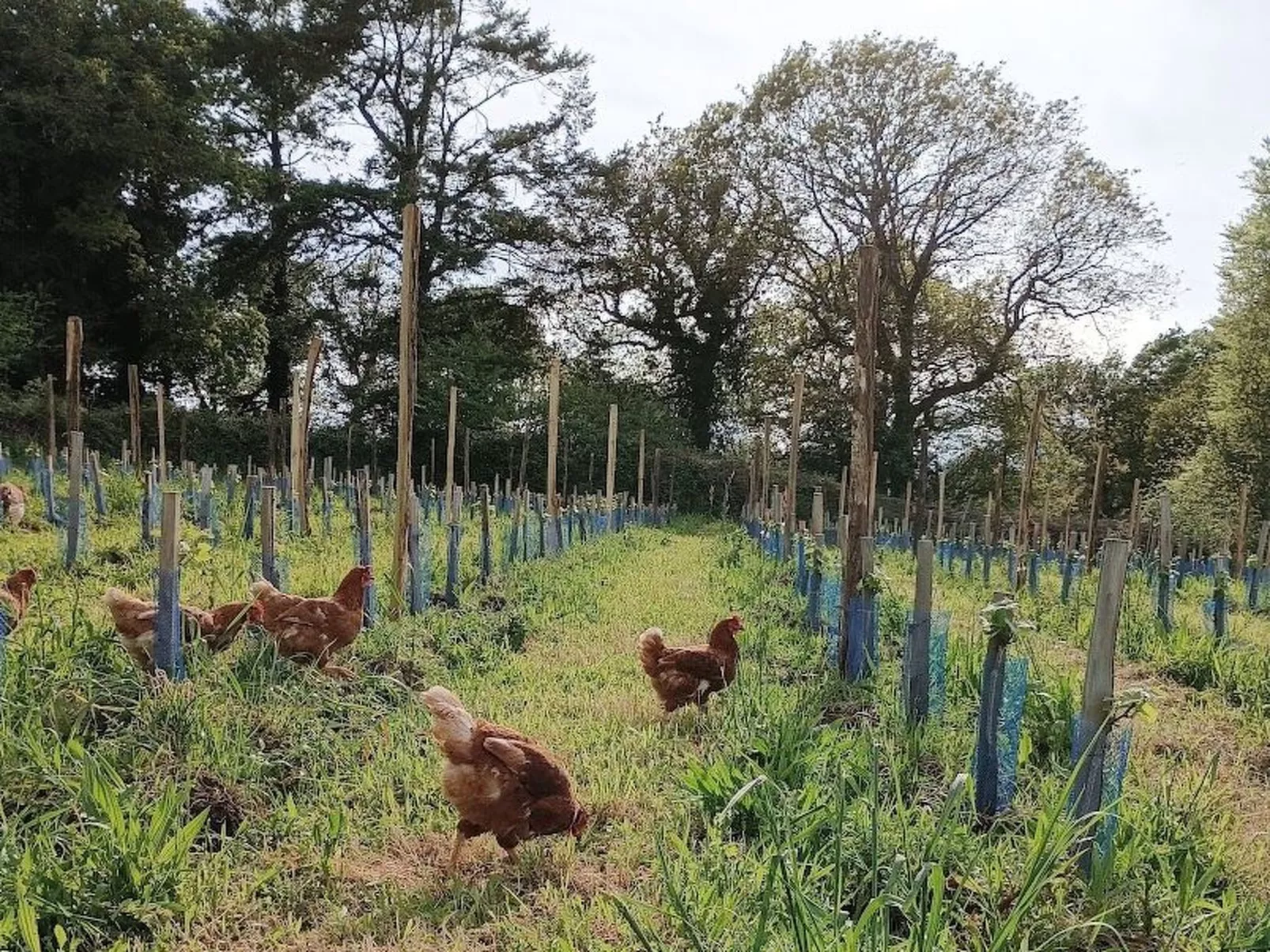 Charmantes großes Cottage zwischen Land und Meer-Image-tags.info