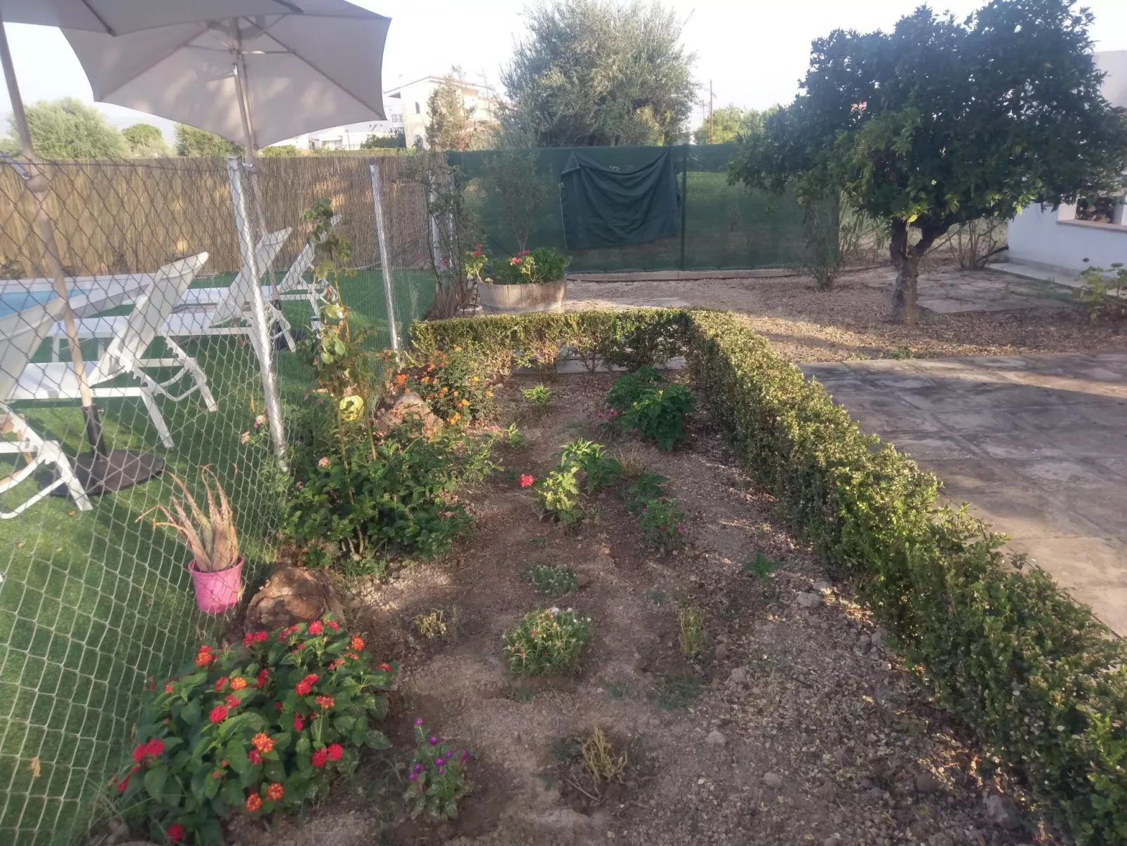 Neben Orangenbaum-Obstgarten-Buiten
