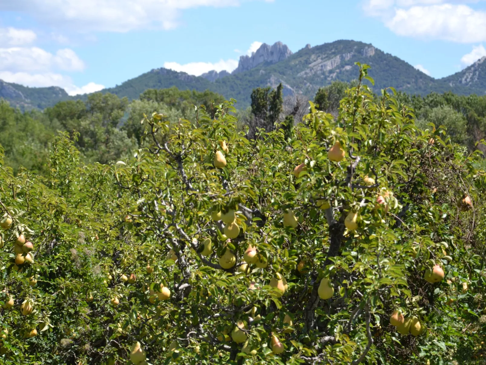 Charmantes Bauernhaus in der Provence-Image-tags.info