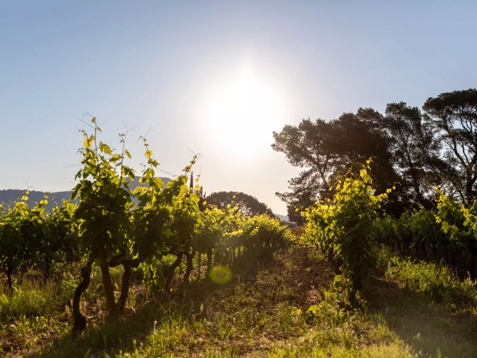 Gîte im Herzen der Weinberge, Terrasse mit atemberaubendem Blick auf das Meer, - Buiten