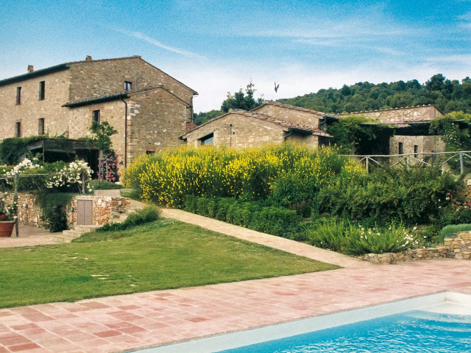 Maskendickkopf-Gimpel-Buiten