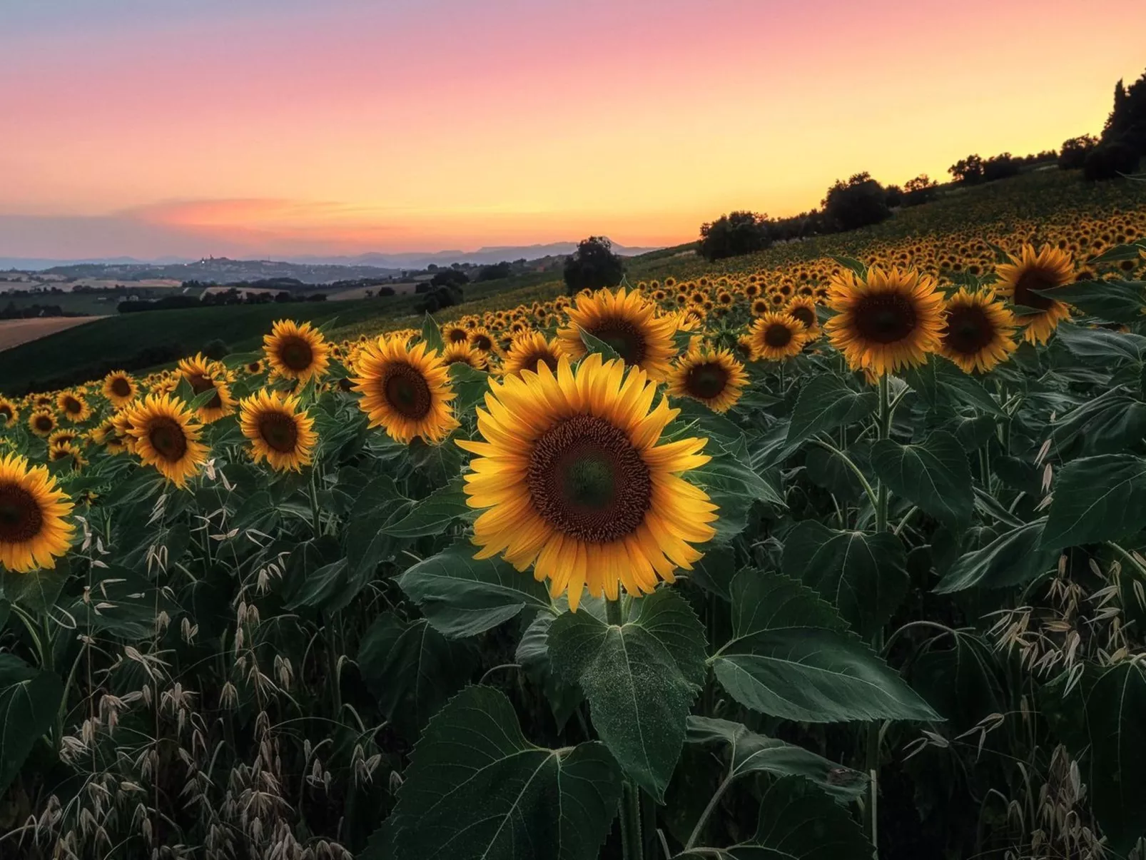 'Casa il Girasole'-Buiten