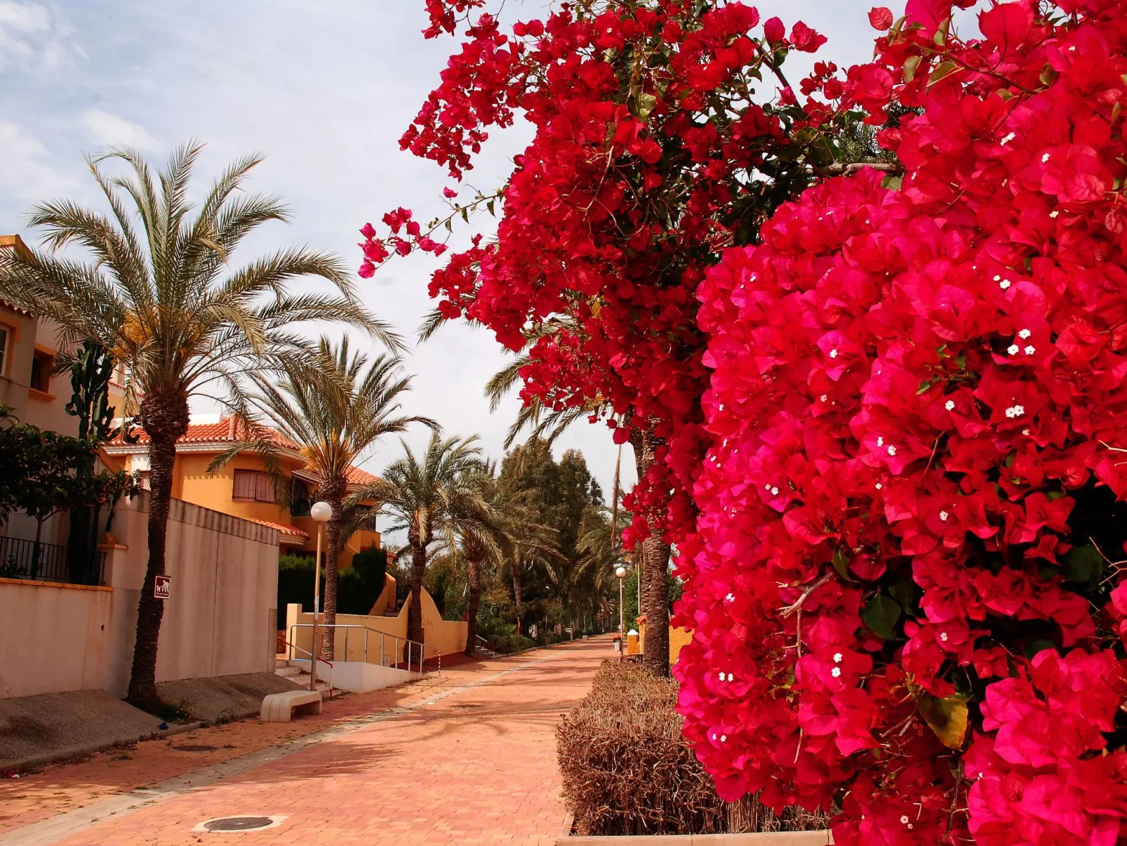 Almendros 7-Image-tags.info