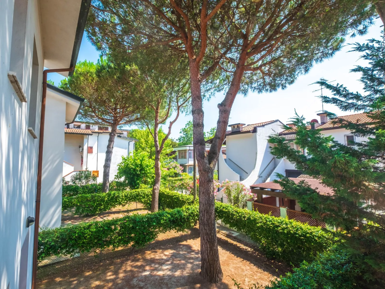 PINO 5-Image-tags.info