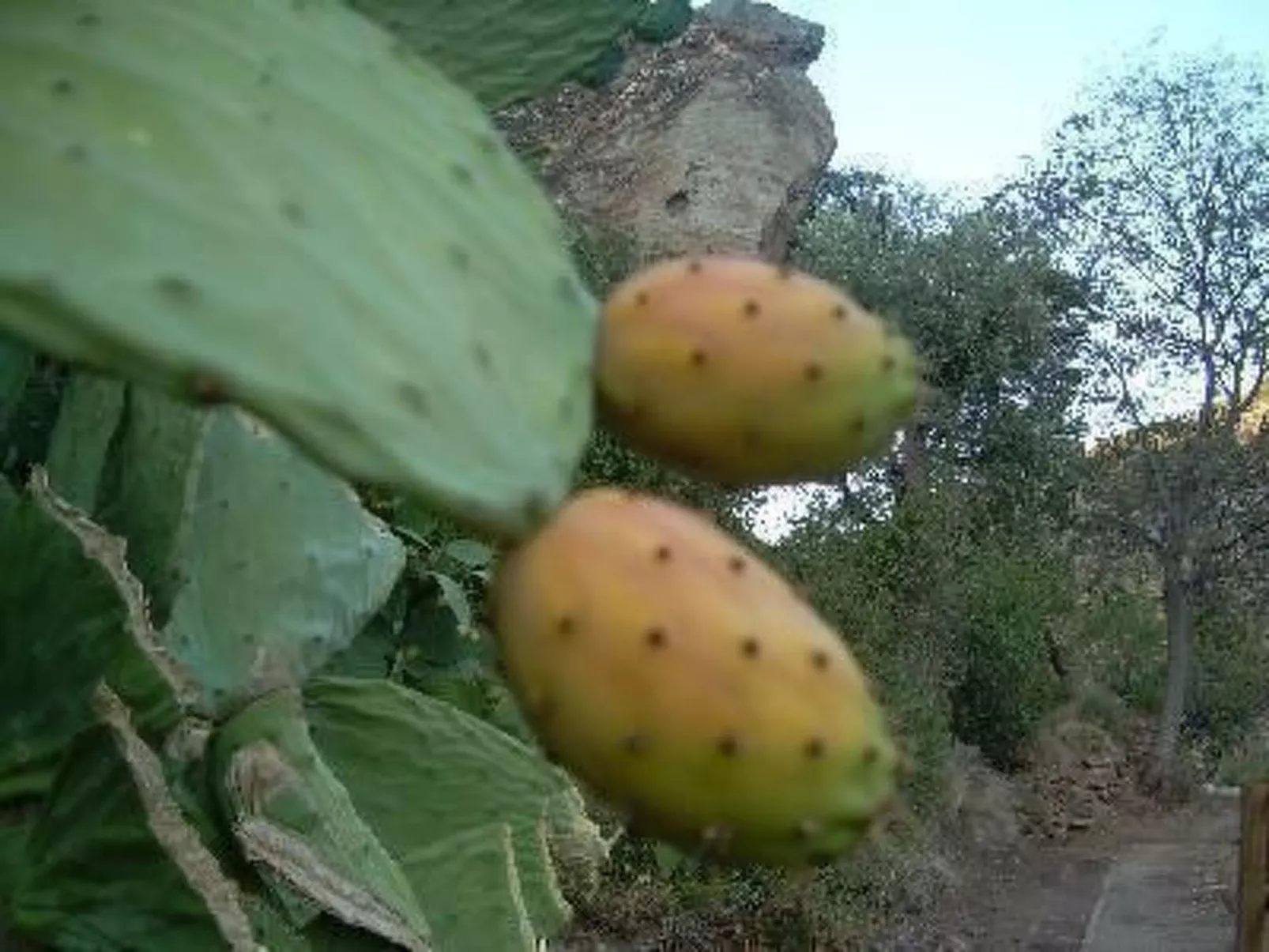 Ländliches Haus El Tenguerengue-Image-tags.info