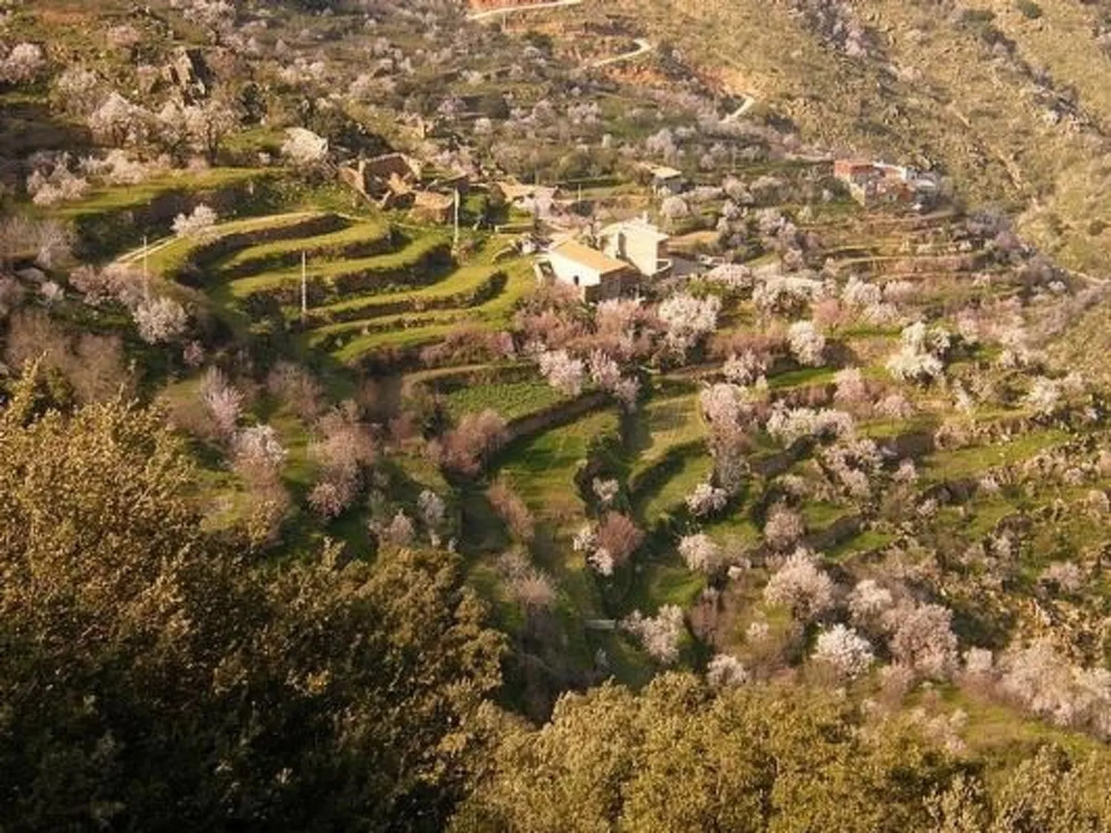 Tenguerengue-Image-tags.info