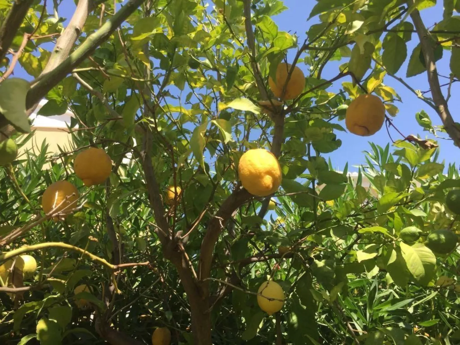 Traumvilla Segaria-Buiten