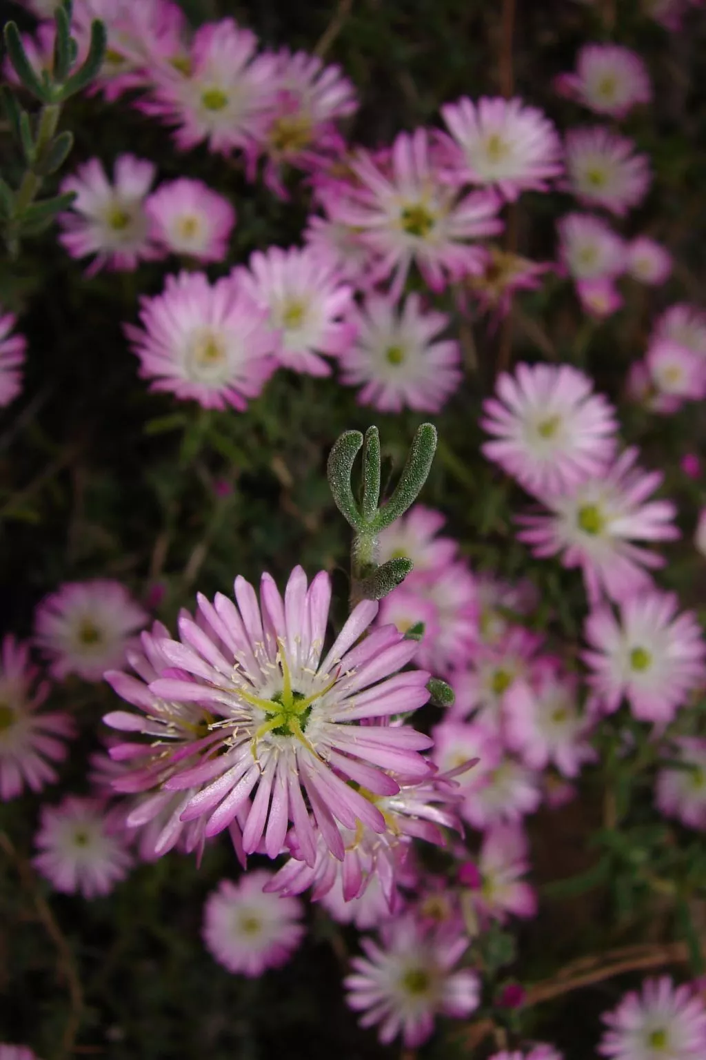 La Terrazza - Image-tags.info