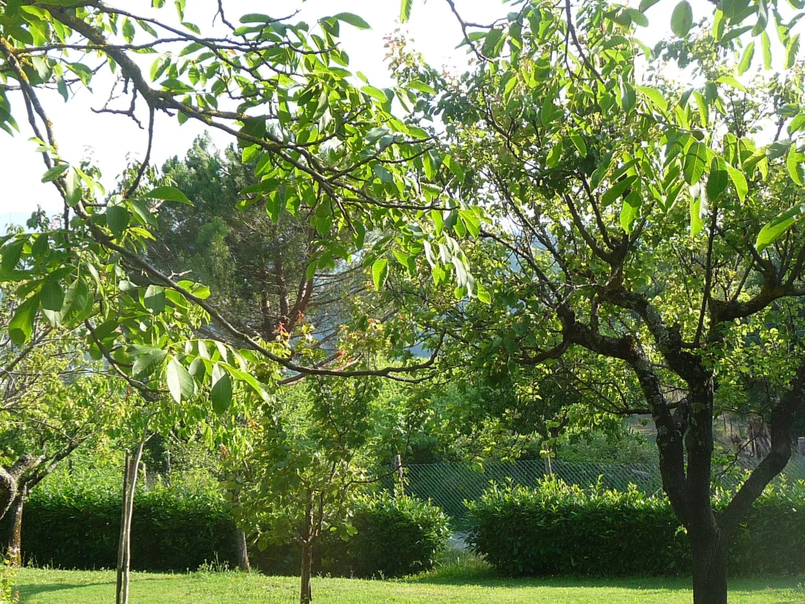 Lindenhaussiedlung mit Gemeinschaftspool-Image-tags.info