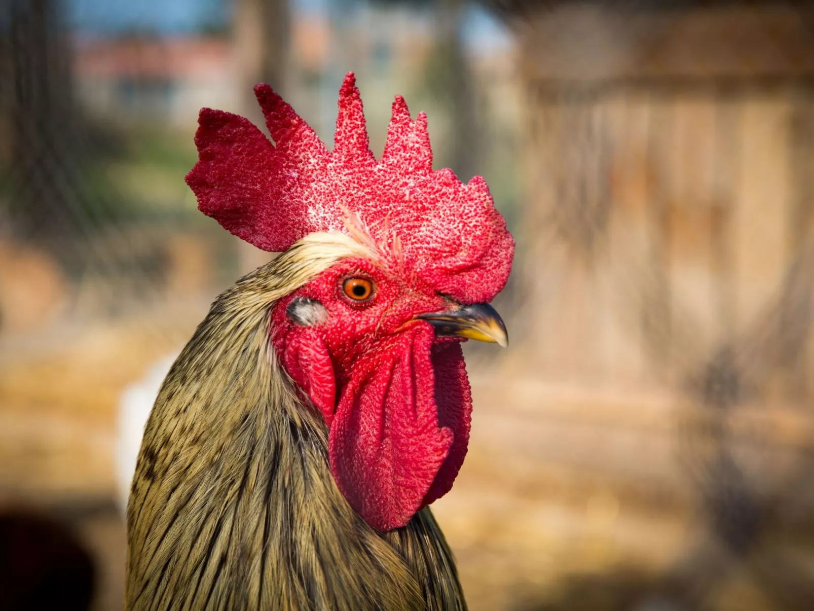 "Cobert del Carro".-Buiten