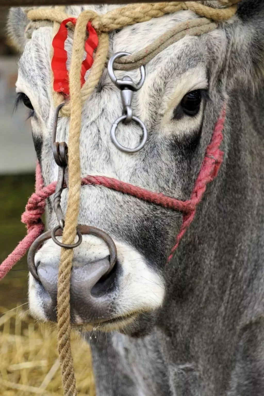 Apartment Rosa Canina (Wilde Rose)-Image-tags.info