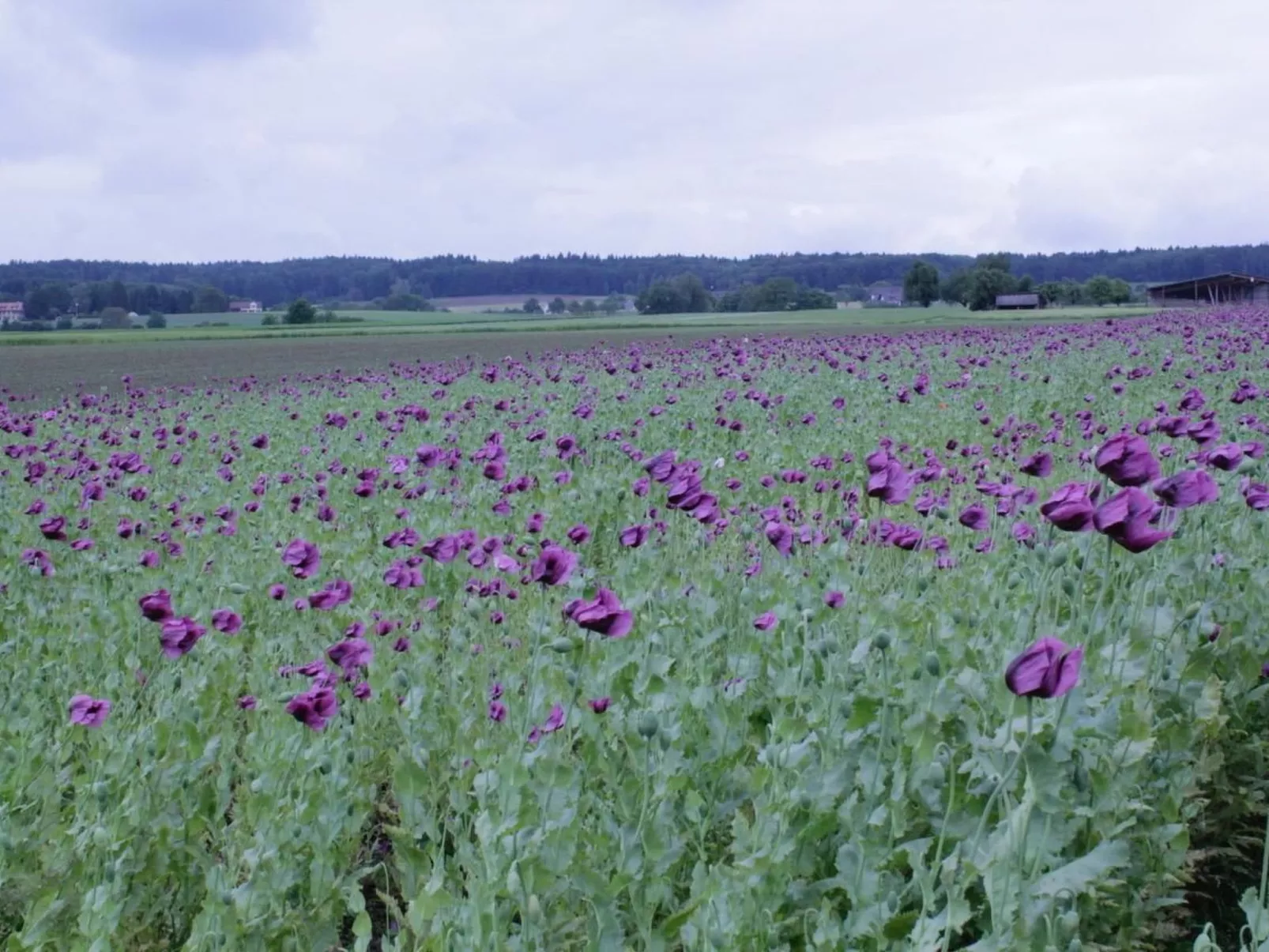 Apfelgarten-Image-tags.info