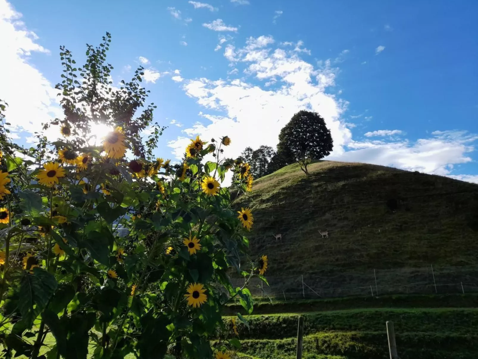 B & B auf dem Bauernhof-Buiten