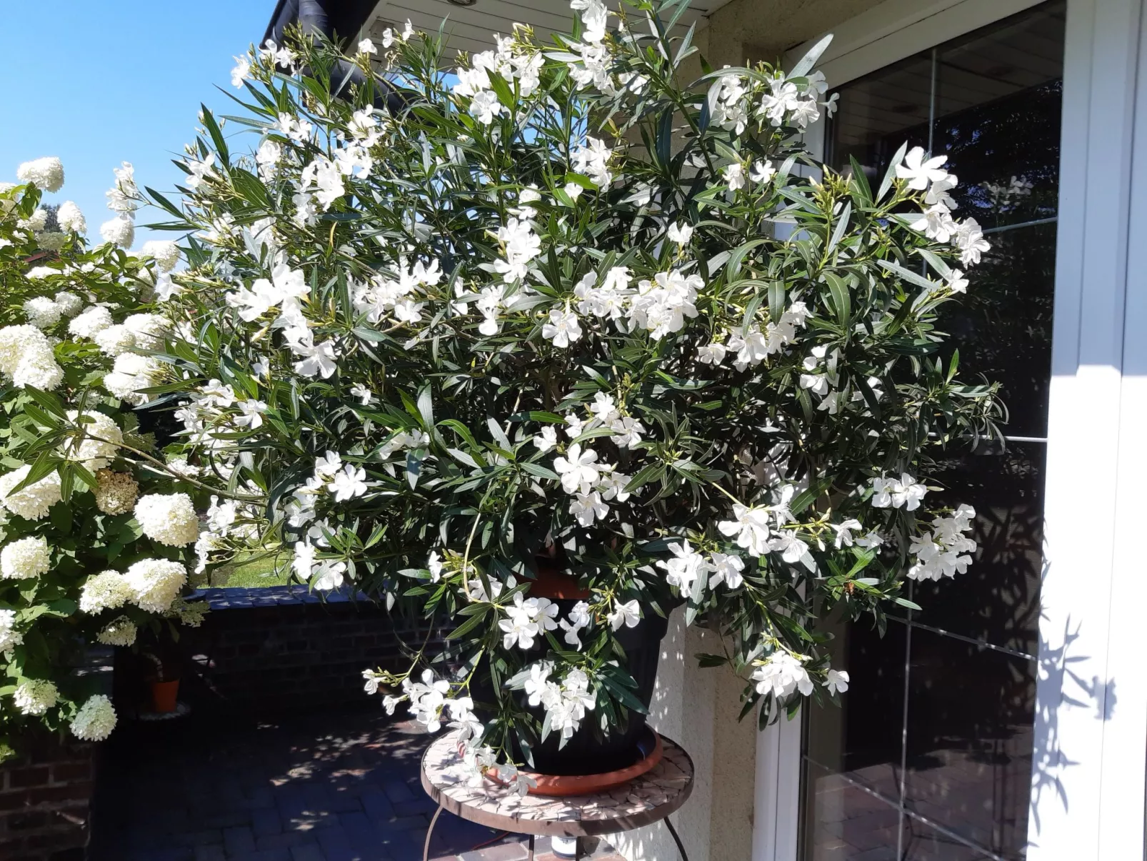 Apartment Royal - Buiten