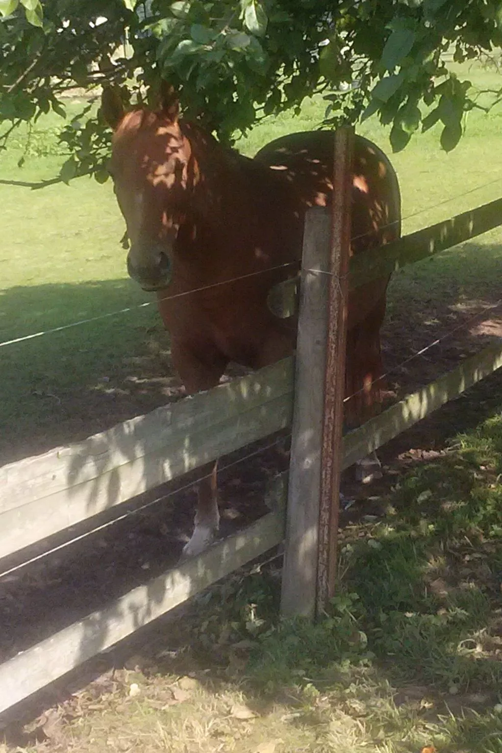 Apartment Laurence-Buiten