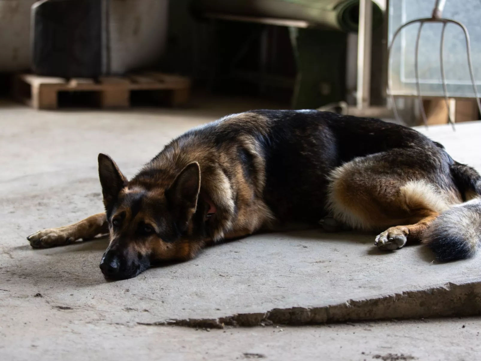 Grand Appartement-Binnen