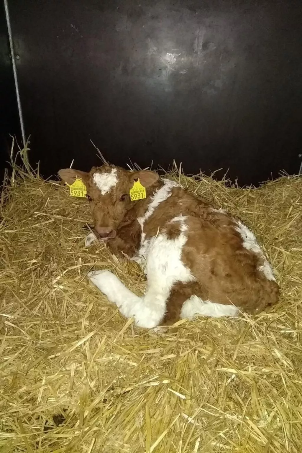 Hasenbüel-Image-tags.info