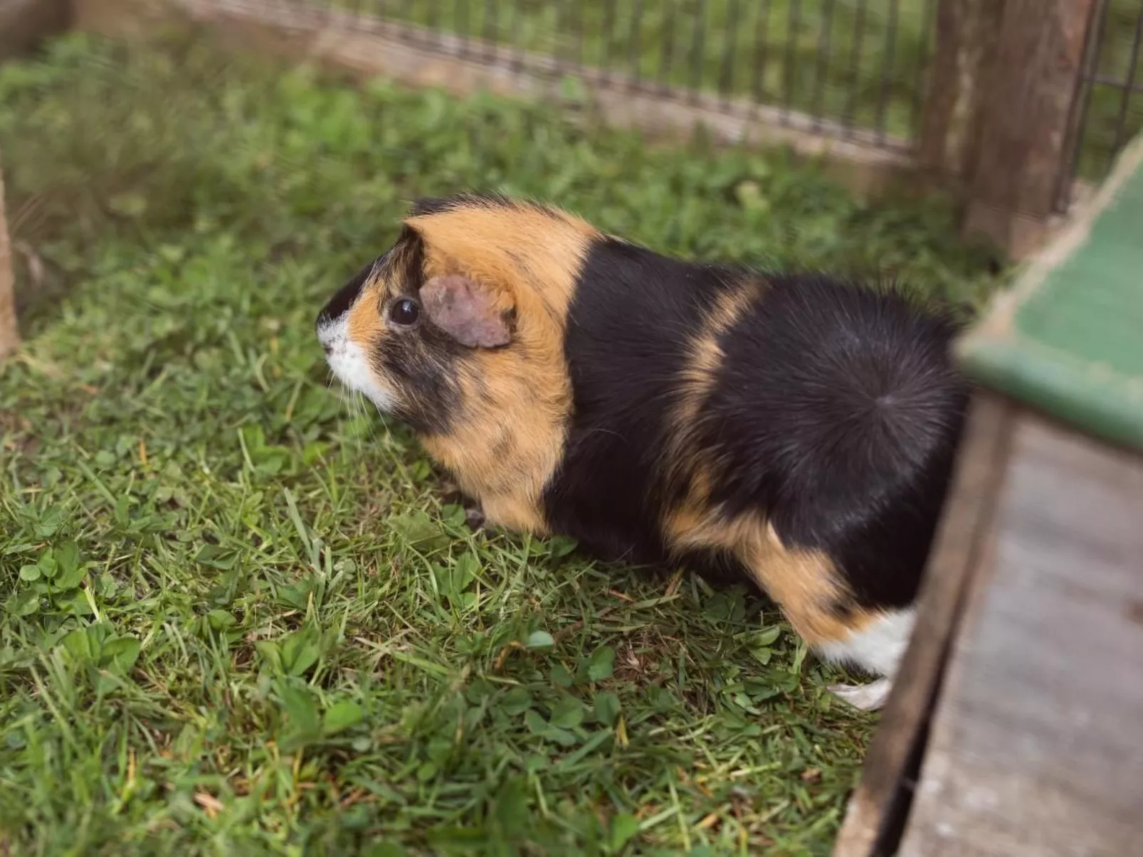 Muessache-Image-tags.info