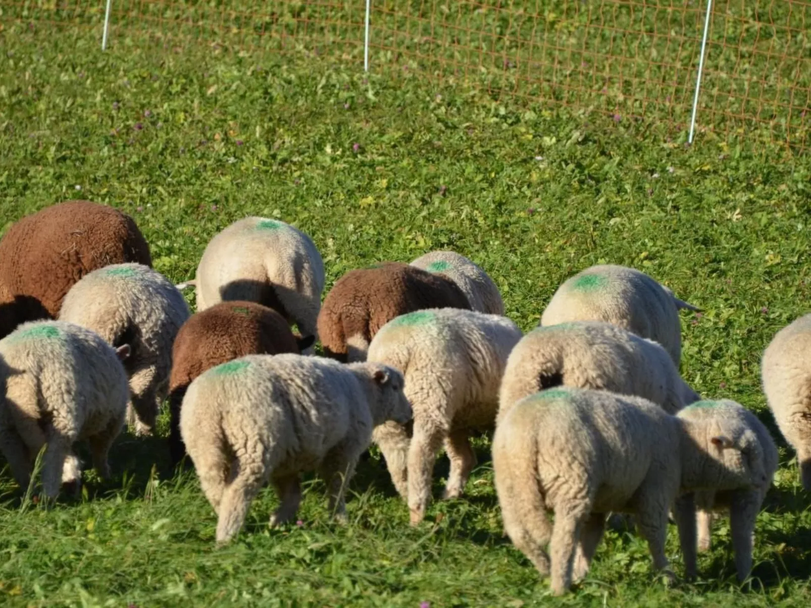 Biohof Furn-Image-tags.info