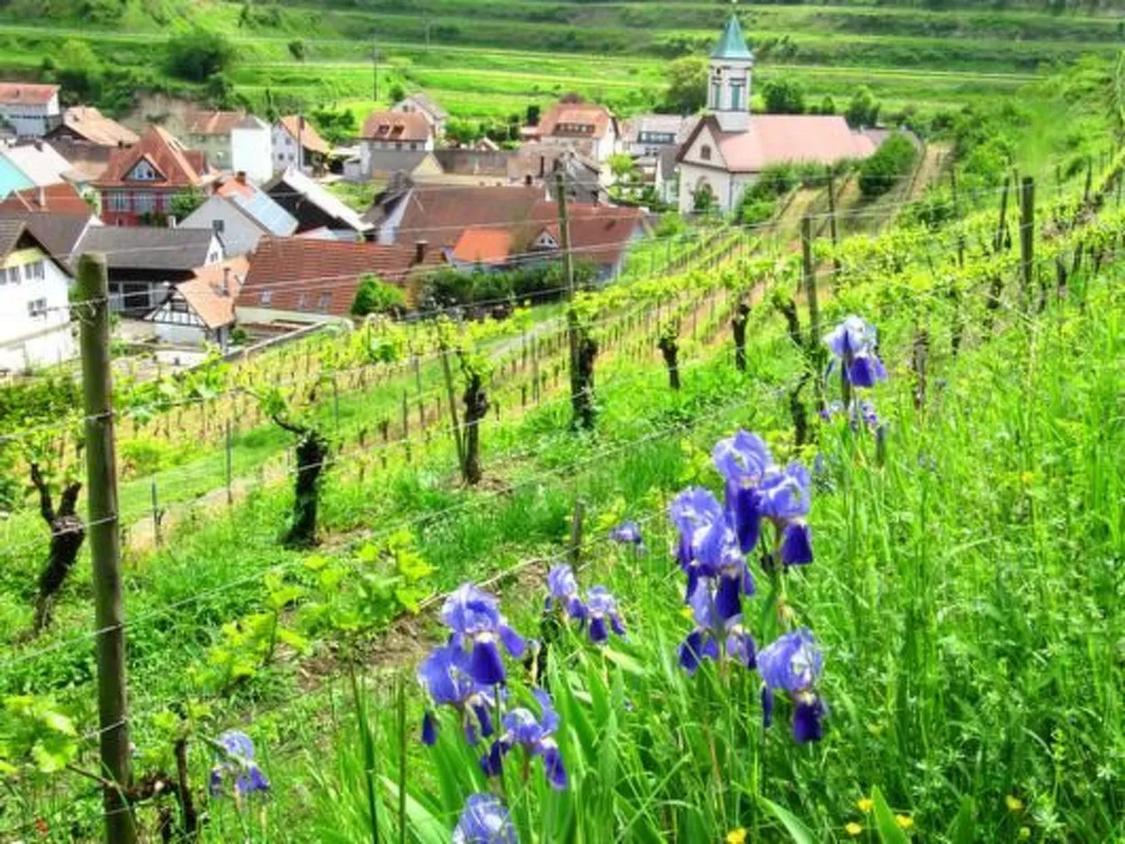 Appartement in Schelingen mit Garten und Grill - Buiten