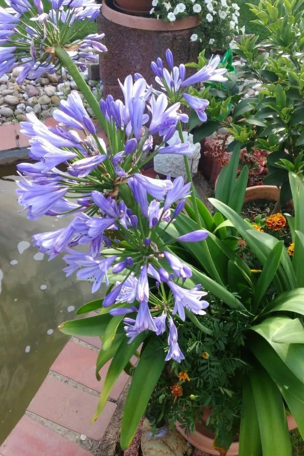 Appartement mit Terrasse, Garten und Grill-Image-tags.info