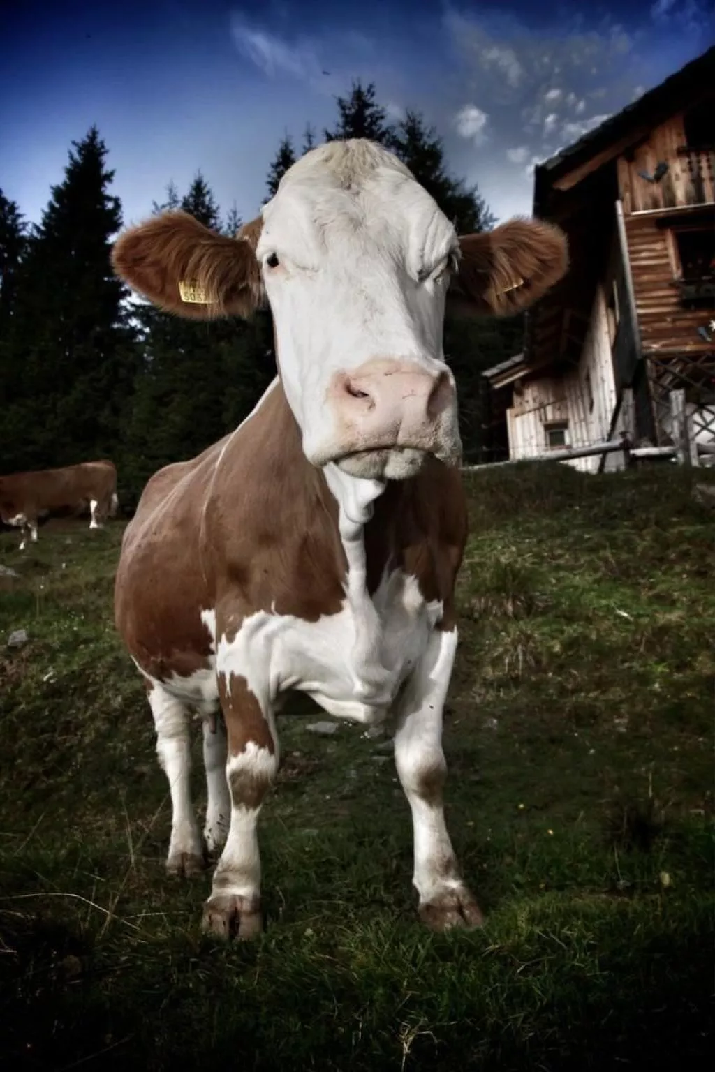 Almhütte Enzian-Buiten