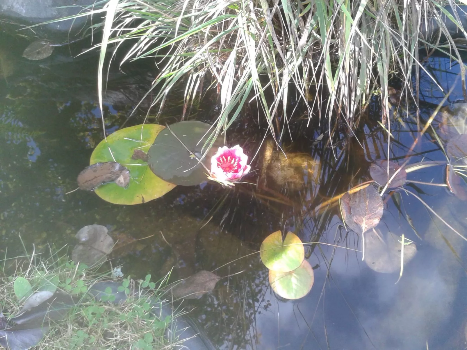 Ehrwalder Sonnenhof-Buiten