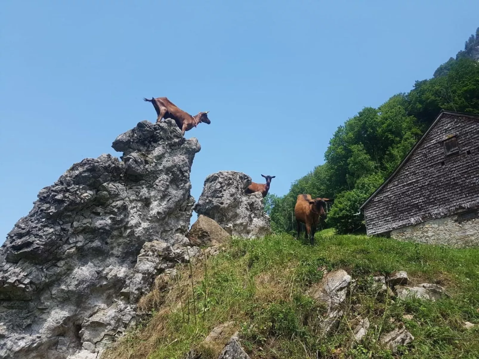Ferien im Gugger - Wohnung Stockberg-Buiten