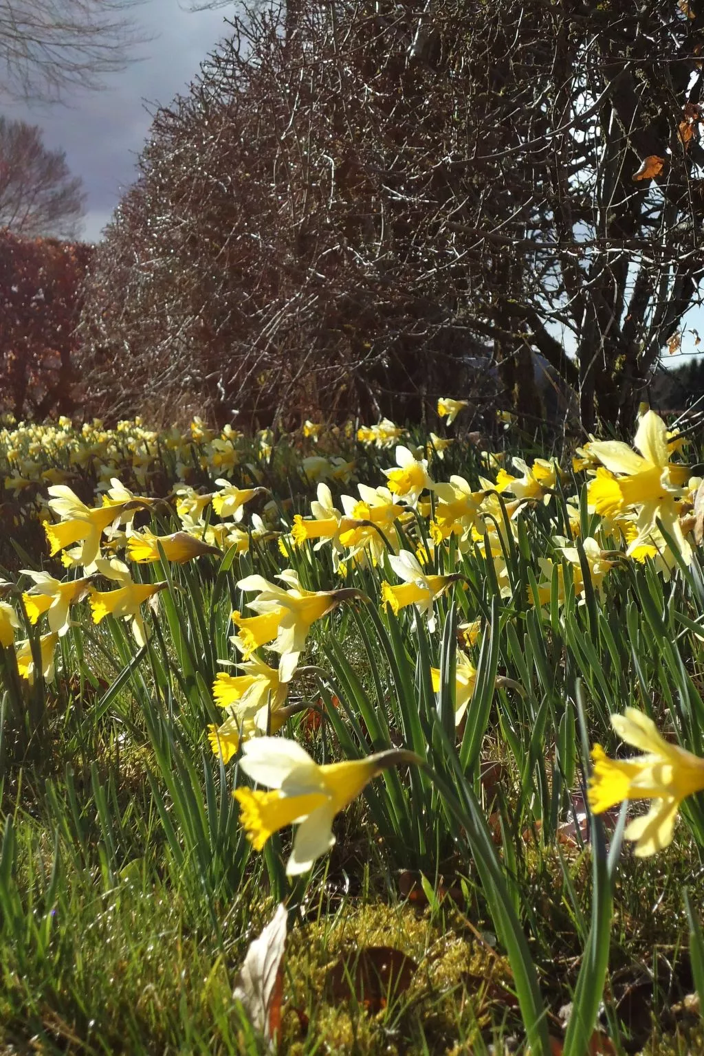 Am Hohen Venn-Buiten
