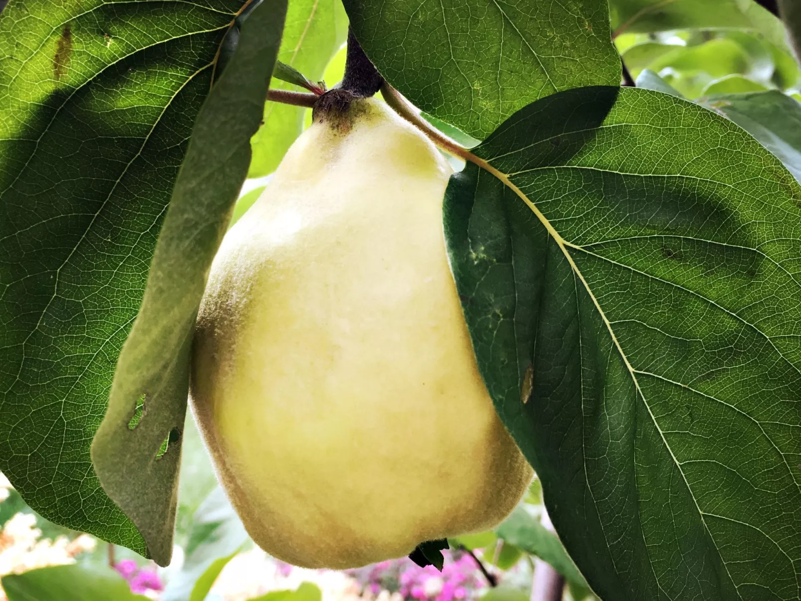 Martlhaus-Image-tags.info