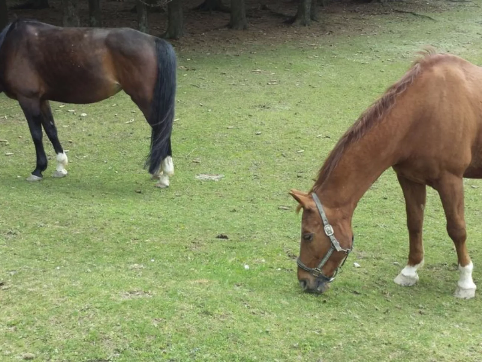 Appartement in Sankt Englmar mit Großem Balkon-Buiten