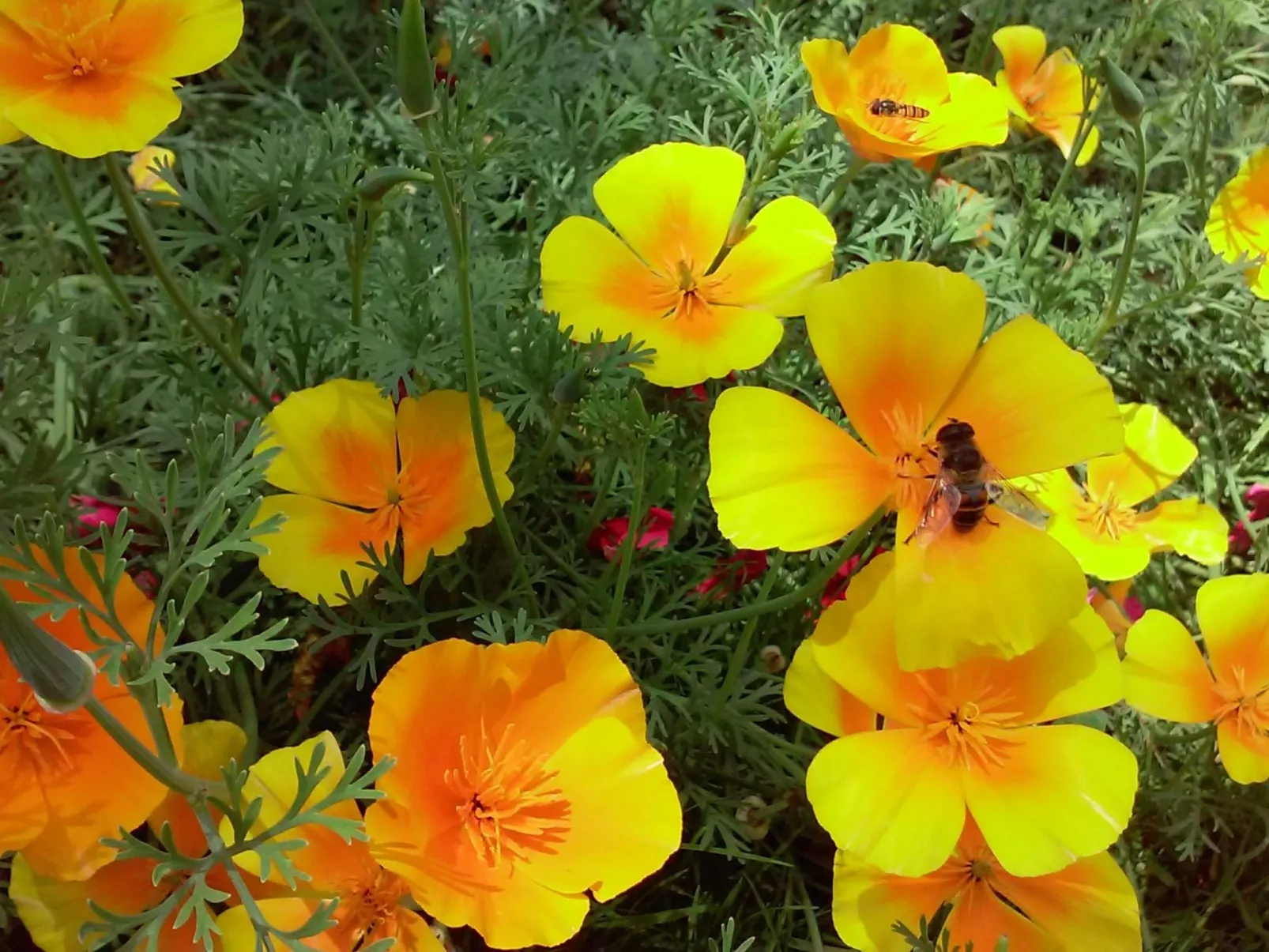 Gsenger in Abtenau-Image-tags.info