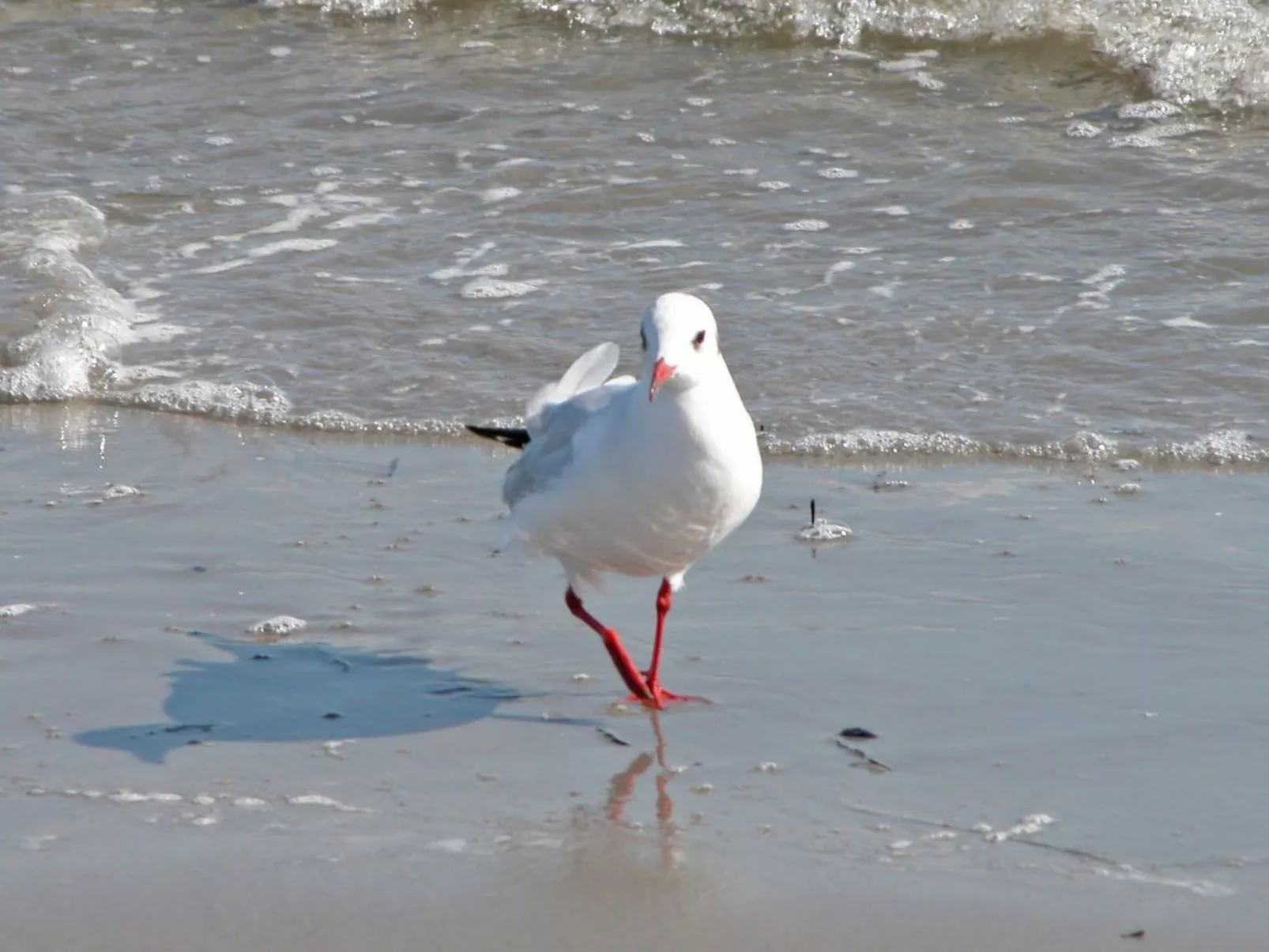 Albatros-Image-tags.info